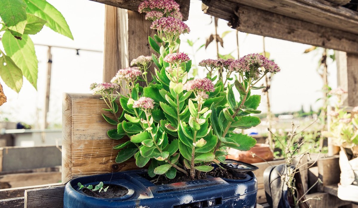 Best Herbs to Grow in Small Pots