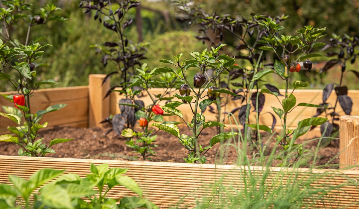 Designing a Low-Maintenance Border with Perennials