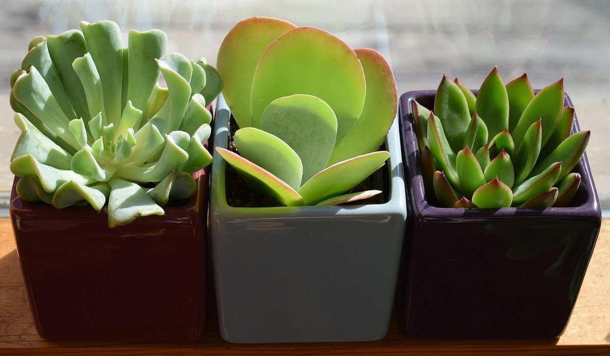 Growing Salad Leaves on a Windowsill